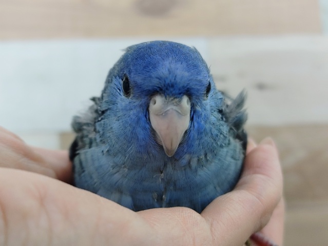 深い海🌊コバルトブルーのサザナミインコのヒナ入荷しました❤