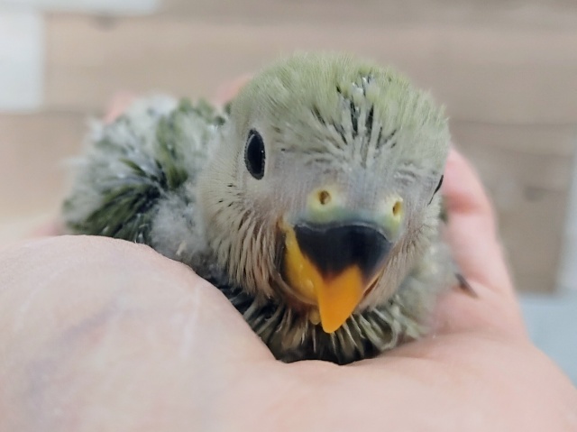 わたわた☁オリーブカラー🫒のコザクラインコさん入荷しました❤