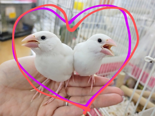 最新画像更新❤可愛すぎ\(ϋ)/\(ϋ)/白文鳥のヒナ入荷しました❤