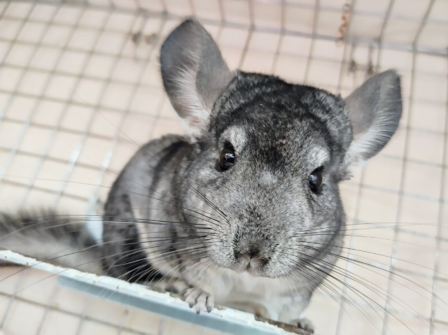 かきかき〜好き〜✨チンチラ(ノーマル)入荷しました❤