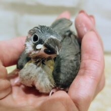 ご飯ちょうだい〜🍚桜文鳥のヒナ入荷しました❤