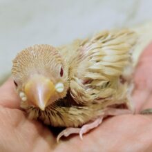 うるうるの赤目ちゃん✨シナモン文鳥のヒナ入荷しました❤