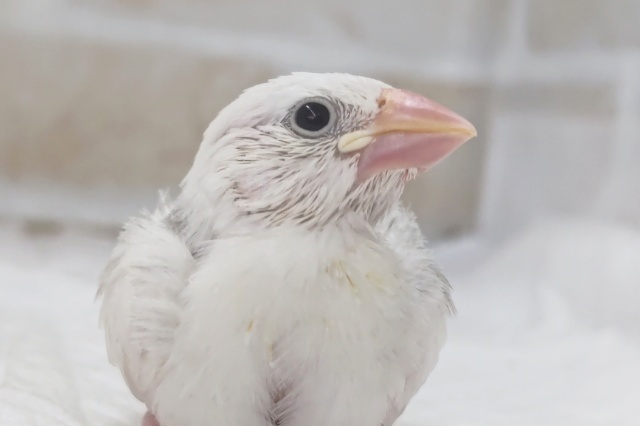 もちっとかわいい～⭐ 白文鳥🐣