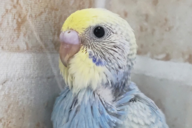 濃いめの素敵な青～💙 セキセイインコ(パステルレインボー)