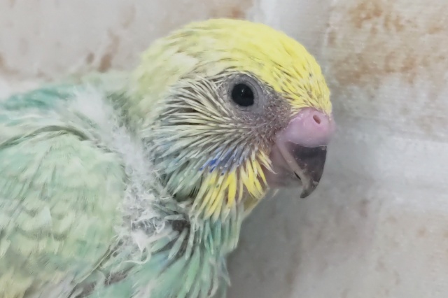 鮮やか～緑系レインボー🍀 セキセイインコ(パステルレインボー)