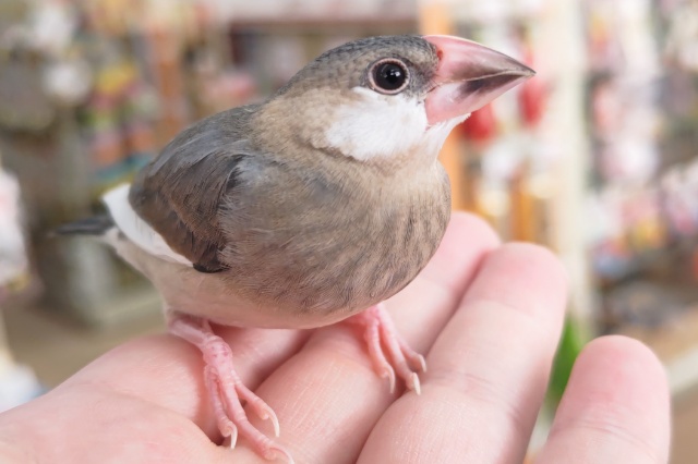 🌟最新画像🌟 好奇心旺盛！遊びたい盛り～🌸 桜文鳥🐣