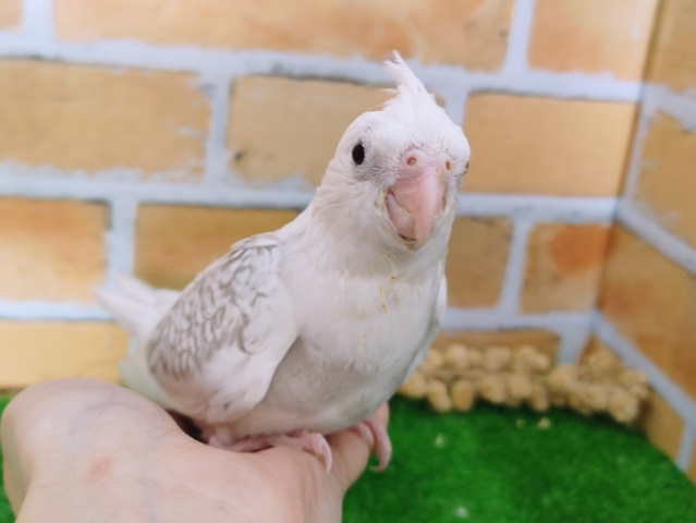 よくばりカラー✨オカメインコのヒナ(ホワイトフェイスシナモンパールパイド)入荷しました❤
