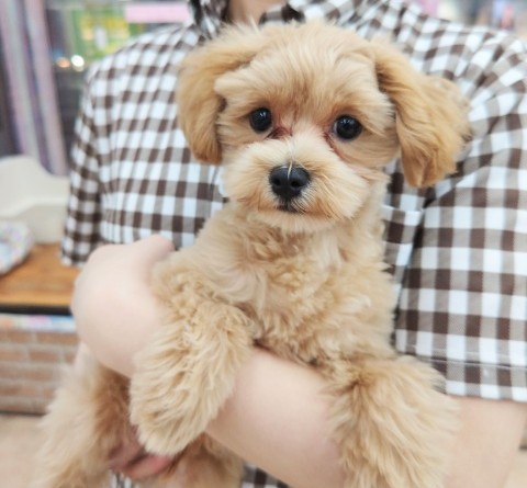 最新画像！ハーフ犬(トイプードル✕マルチーズ)男の子♫可愛いクマちゃん💕