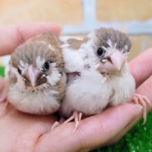 ちびーず❤可愛い十姉妹のヒナ入荷しました❤