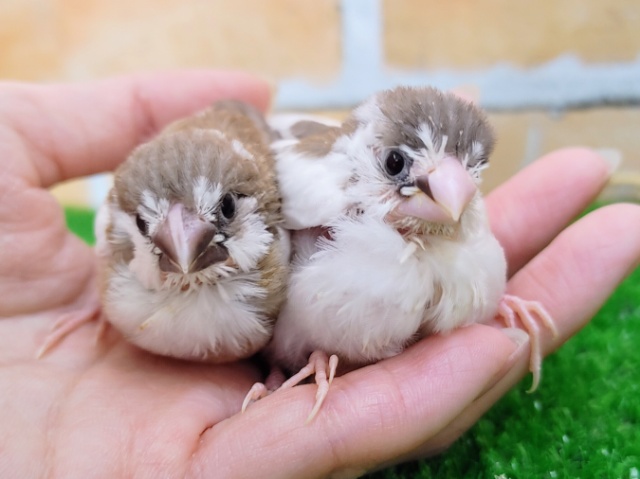 ちびーず❤可愛い十姉妹のヒナ入荷しました❤