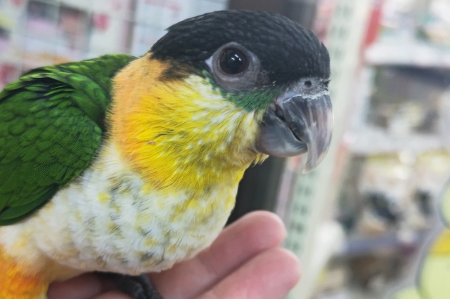 包まれるの大好き！甘えん坊～🖤 ズグロシロハラインコ