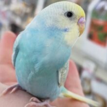 🌟最新画像🌟 絵に書いた様な色合い～🌈 セキセイインコ(パステルレインボースパングル)