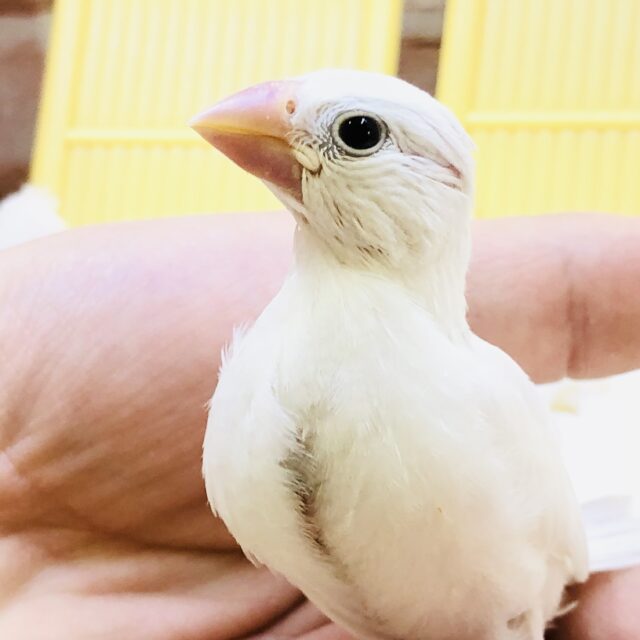 【最新画像更新☆☆】純白のドレスをまとった文鳥ちゃん(^^♪　白文鳥
