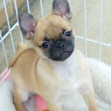 動画あり☆　ひとり遊び、得意だよっ✋☆MIX（ポメラニアン×パグ）・女の子！