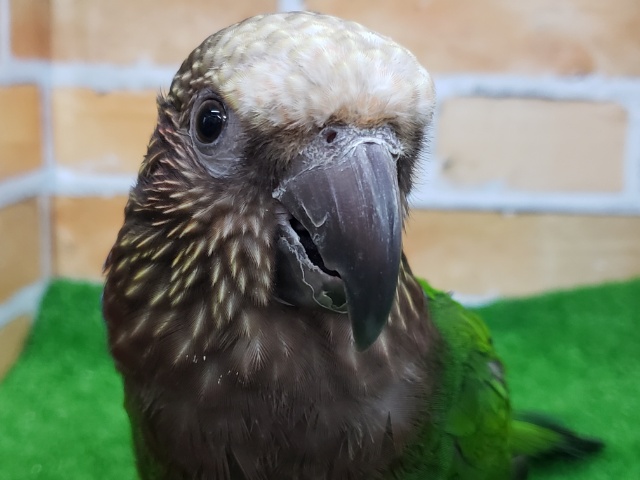 最高のインコ！？ヒオウギインコ入荷！