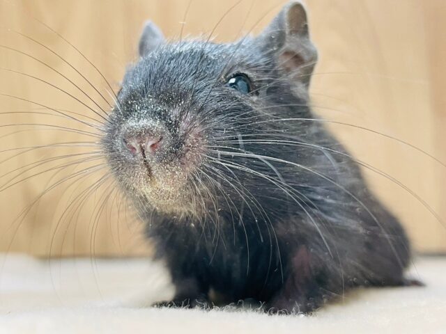 まっくろくろすけ出ておいでー♡デグー（ブラック）女の子