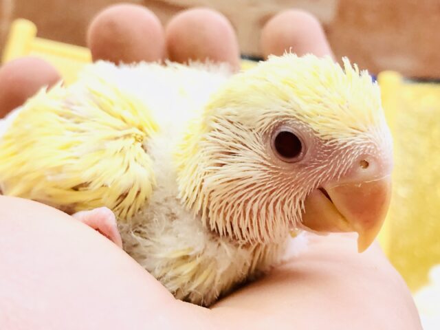 どんなカラーに成長するのかな？？　コザクラインコ