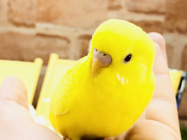 【最新画像更新☆☆】優しくそっと・・・寄り添います(´艸｀*)　セキセイインコ