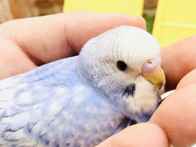 【最新画像更新☆☆】ぱっと青空に舞う雪のようなカラー　セキセイインコ