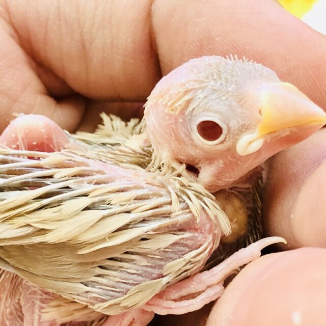 つるつるなヒナがきましたね～(´艸｀*)　シナモン文鳥