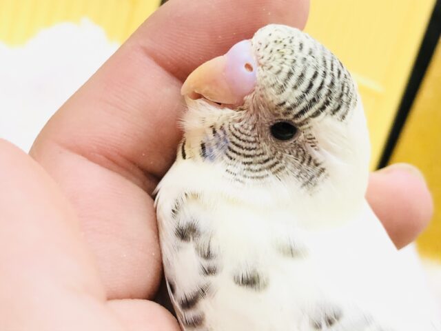 【最新画像更新☆☆】優しい色合いのセキセイちゃん　セキセイインコ