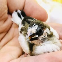 小さすぎて手が震えちゃいます・・・(/ω＼)　十姉妹