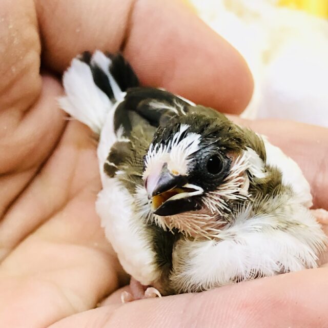 小さすぎて手が震えちゃいます・・・(/ω＼)　十姉妹