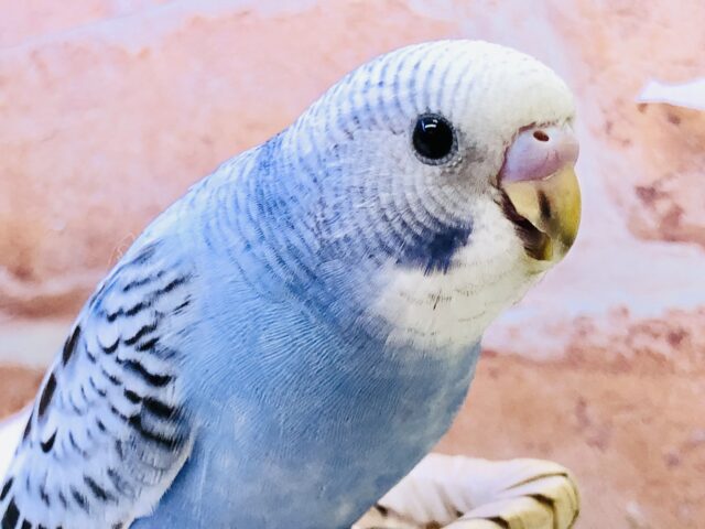 【最新画像更新☆☆】これっぞセキセイ♪♪　セキセイインコ