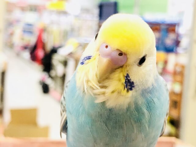 【最新画像更新☆☆】あてちは寝るのと食べるのがお・仕・事・なの・・・😴　セキセイインコ