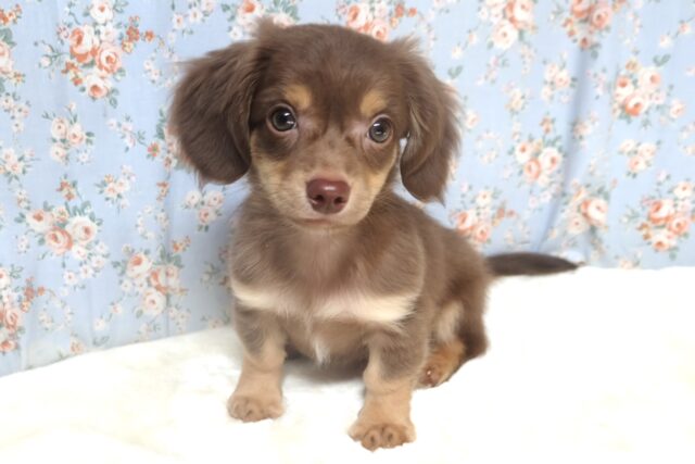 4/20最新📷チョコ色イケメン🍫ハーフ犬（父チワワ×母Kダックス）2024年1月27日生まれ　男の子