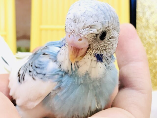 写真撮るならね♪綺麗にしないとね♪　セキセイインコ　