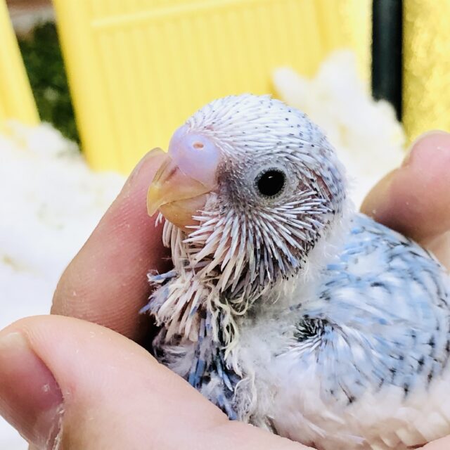 スカっと晴れたセキセイちゃん！！　セキセイインコ