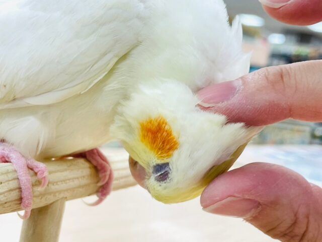 【動画・最新画像更新🪄】うぶうぶ♡真っ白な恐竜さん♡オカメインコ(ルチノー) ヒナ