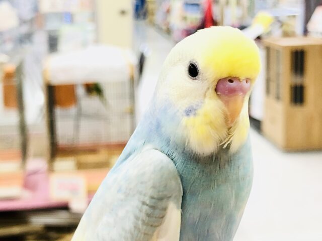 【最新画像更新☆☆】どんなカラーになるかワクワクです(´艸｀*)　セキセイインコ