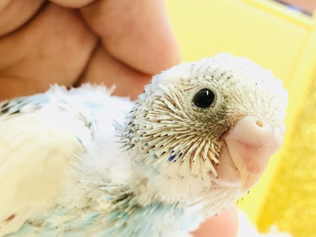 爽やかに澄んだ４月の青空カラー　セキセイインコ