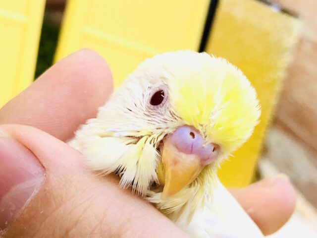 こんなカラー見たことな～い(´艸｀*)　セキセイインコ