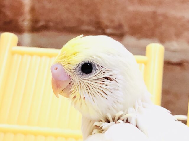 優しい色使いのセキちゃん(^^♪　セキセイインコ
