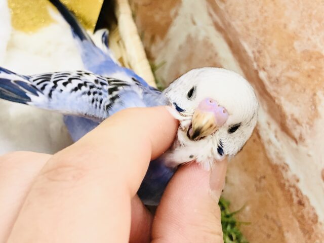 【最新画像更新☆☆】写真では伝わらないこのカラー！！　セキセイインコ