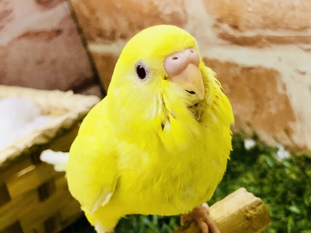 【最新画像更新☆☆】うぶうぶ♪ほやほや♪　セキセイインコ