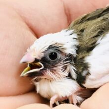 極小のヒナちゃん(^^♪　十姉妹