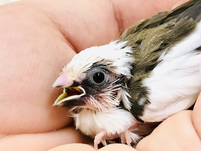 極小のヒナちゃん(^^♪　十姉妹