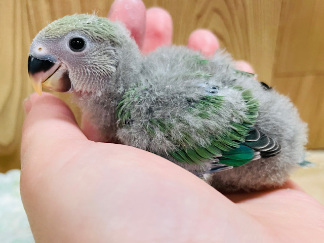 表情豊かな癒し系🫧コザクラインコ（ノーマル）