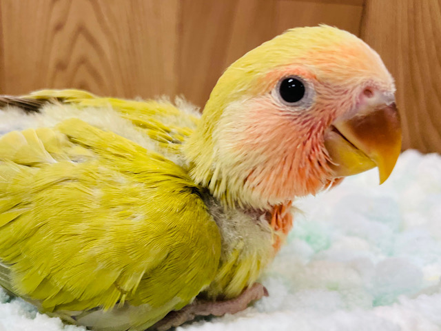 【最新画像更新🪄】夢をみましたっ♫　コザクラインコ　シナモン～～