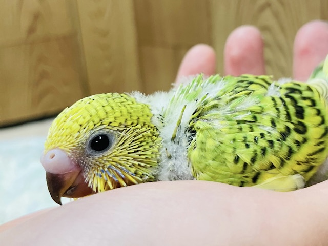 手の上が心地いいの♡セキセイインコ（オパーリン）