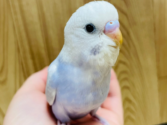 【最新画像更新🪄】淡々カラーの人気者💜セキセイインコ(ライラック) ヒナ