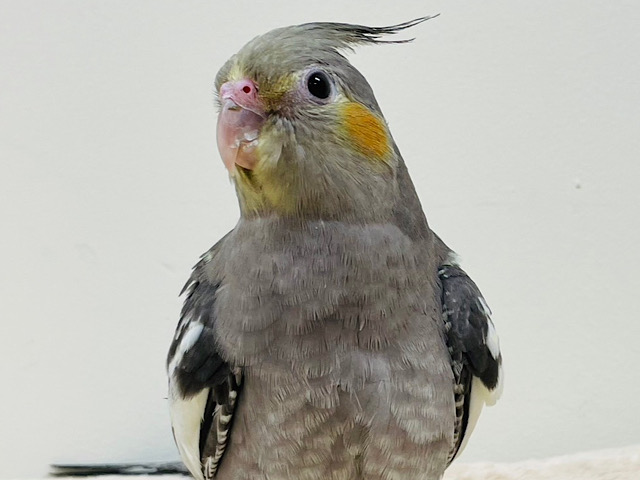 シャイだけど好奇心旺盛♡オカメインコ（ノーマル）