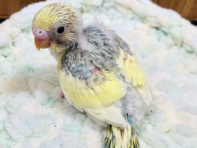 しゅわしゅわクリームソーダはいかが？🫧セキセイインコ（パステルレインボーパイド）ヒナ