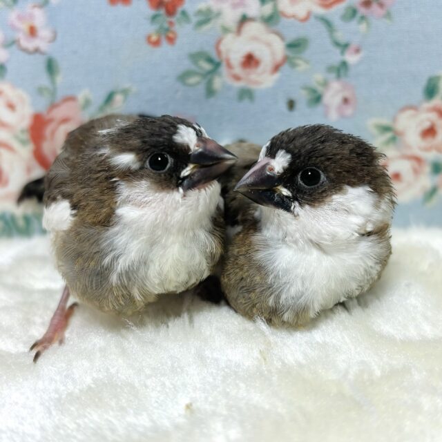 十姉妹　中ビナ🐥🐥🌿