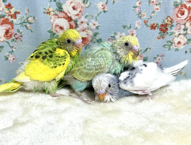 春のセキセイちゃんず来てくれました🐥🌷︎･.｡*