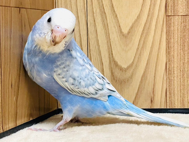 【最新画像更新🪄】ヒナ鳴きが止まらない♡あざとい可愛さ💕セキセイインコ（スパングル）
